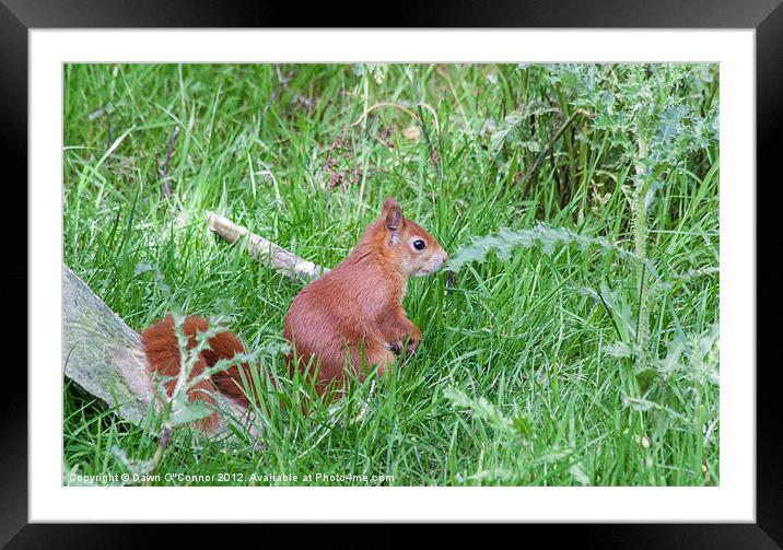British Red Squirrel Framed Mounted Print by Dawn O'Connor