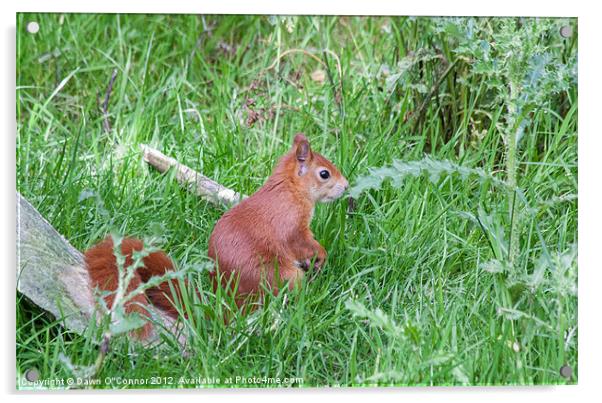 British Red Squirrel Acrylic by Dawn O'Connor