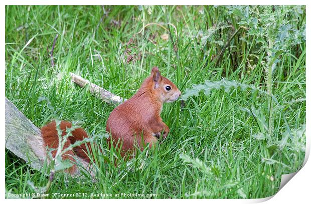 British Red Squirrel Print by Dawn O'Connor