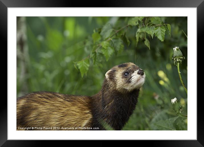 Polecat Framed Mounted Print by Philip Pound