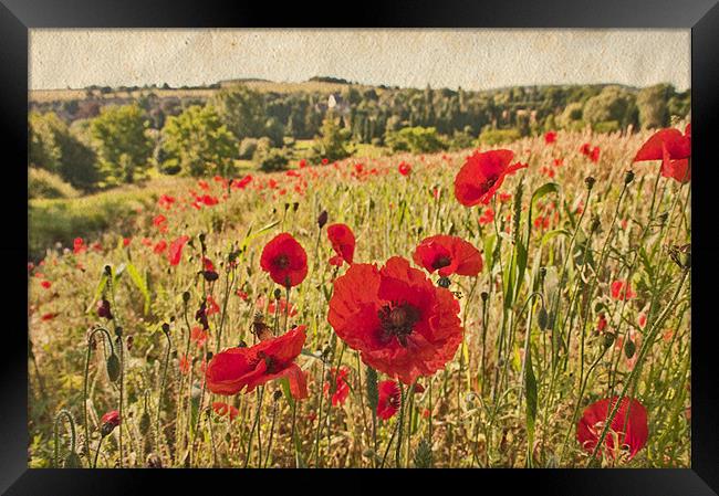 Poppy field Near Eynsford, Kent Framed Print by Dawn Cox