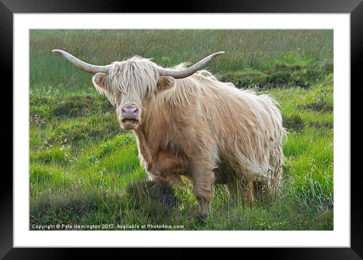 Highland Cow on Exmoor Framed Mounted Print by Pete Hemington