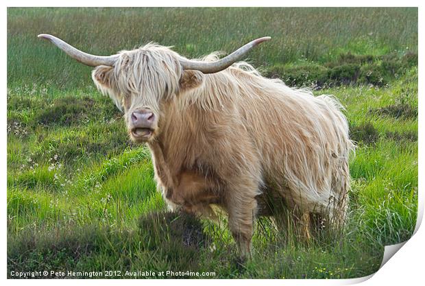 Highland Cow on Exmoor Print by Pete Hemington
