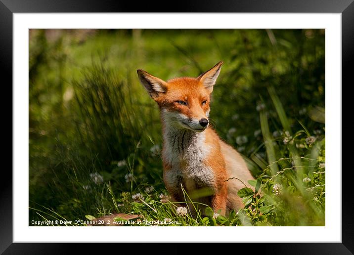 Fox - Vulpes vulpes Framed Mounted Print by Dawn O'Connor