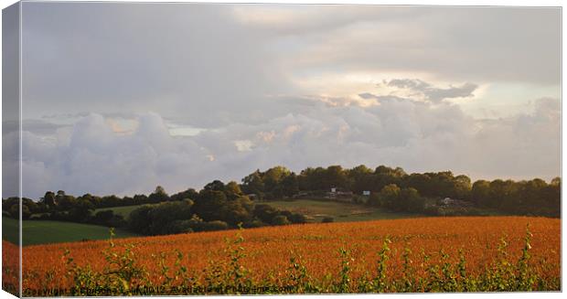 Storm Clouds Over Cornfield Canvas Print by Christine Lake