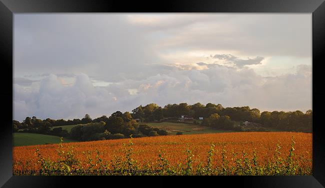 Storm Clouds Over Cornfield Framed Print by Christine Lake