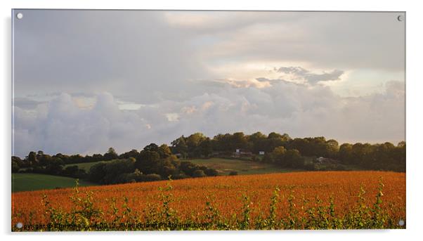 Storm Clouds Over Cornfield Acrylic by Christine Lake