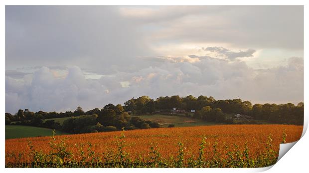 Storm Clouds Over Cornfield Print by Christine Lake