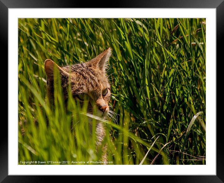 Scottish Wildcat - Felis silvestris Framed Mounted Print by Dawn O'Connor