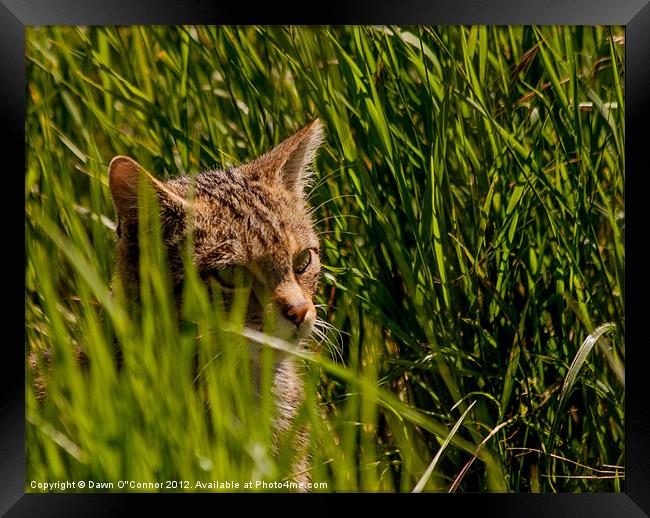 Scottish Wildcat - Felis silvestris Framed Print by Dawn O'Connor