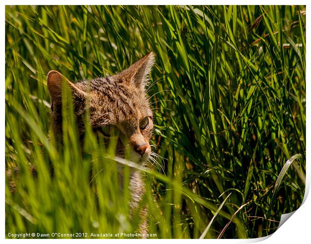 Scottish Wildcat - Felis silvestris Print by Dawn O'Connor