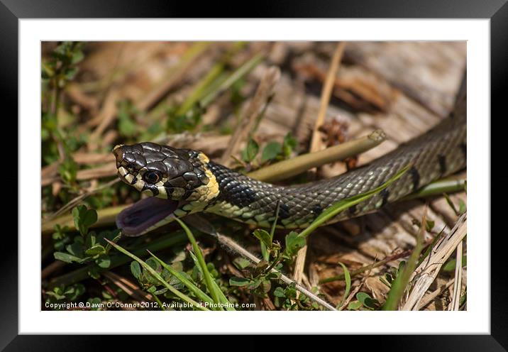 Grass Snake - Natrix natrix Framed Mounted Print by Dawn O'Connor
