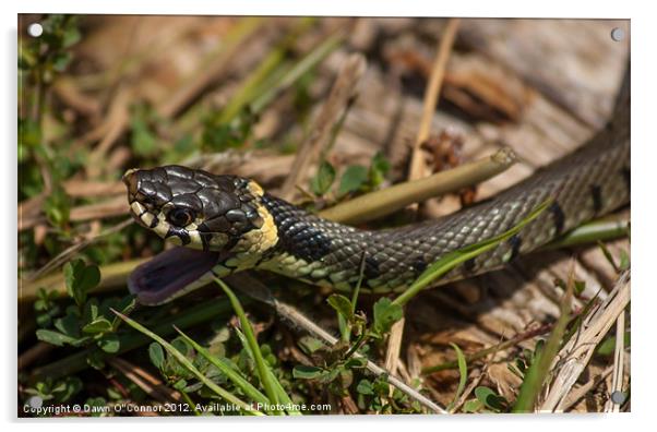 Grass Snake - Natrix natrix Acrylic by Dawn O'Connor