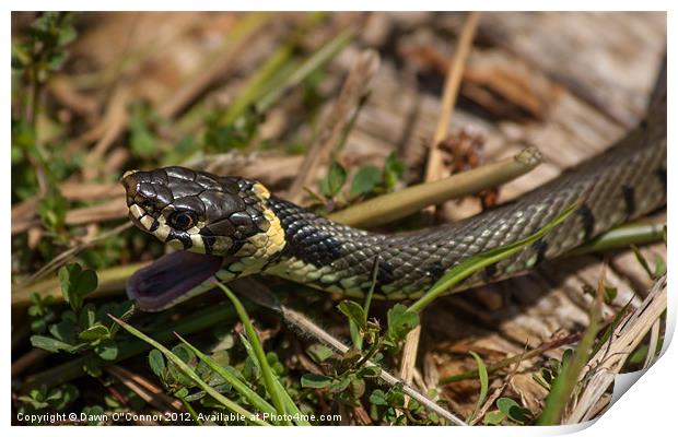 Grass Snake - Natrix natrix Print by Dawn O'Connor