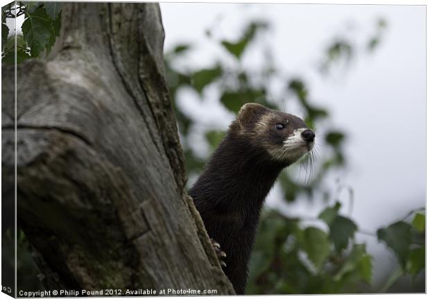 Polecat on the lookout Canvas Print by Philip Pound
