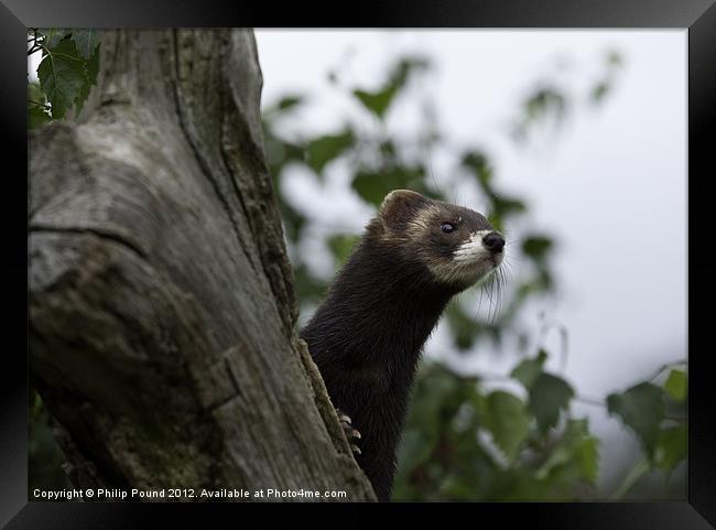 Polecat on the lookout Framed Print by Philip Pound