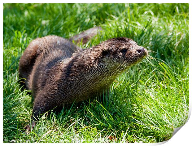 Otter - Lutra lutra Print by Dawn O'Connor