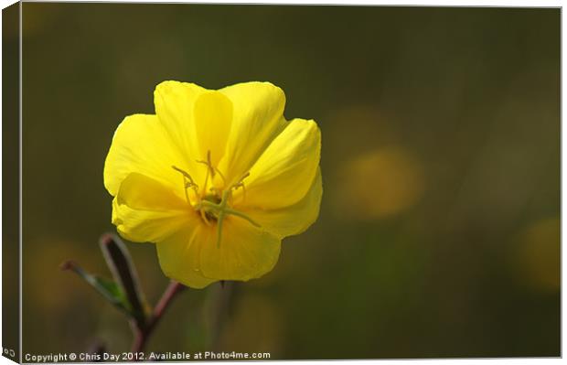 Yellow wild flower Canvas Print by Chris Day