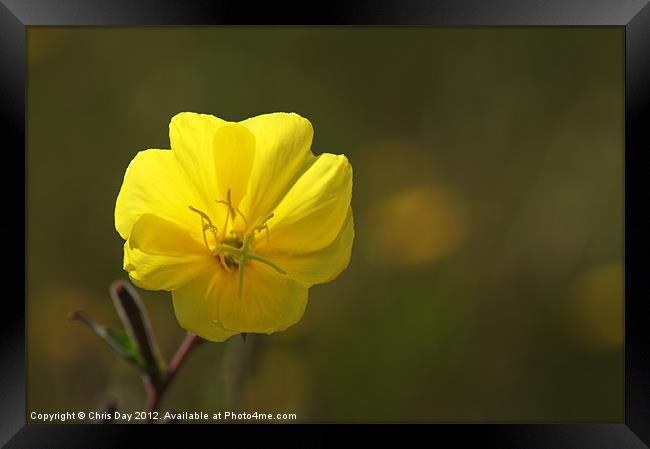Yellow wild flower Framed Print by Chris Day