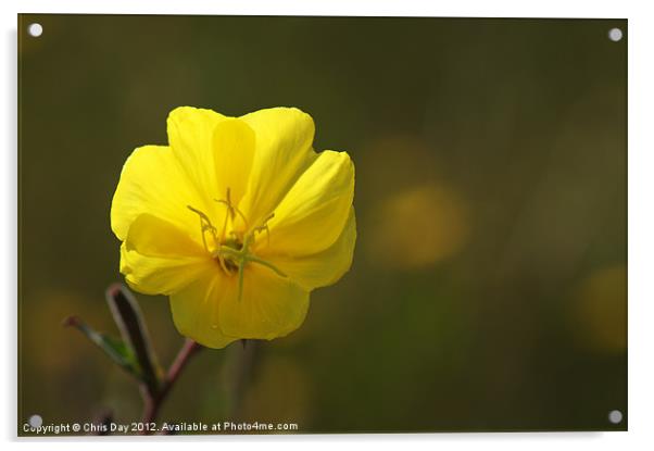 Yellow wild flower Acrylic by Chris Day