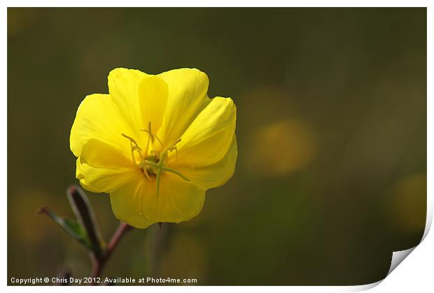 Yellow wild flower Print by Chris Day