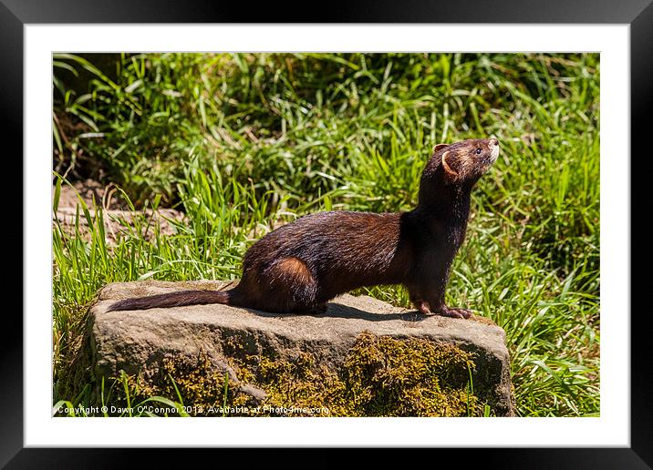 American Mink - Mustela vison Framed Mounted Print by Dawn O'Connor
