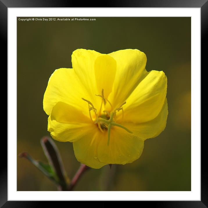 Yellow wild flower Framed Mounted Print by Chris Day