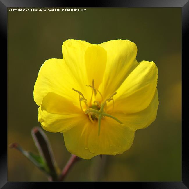 Yellow wild flower Framed Print by Chris Day