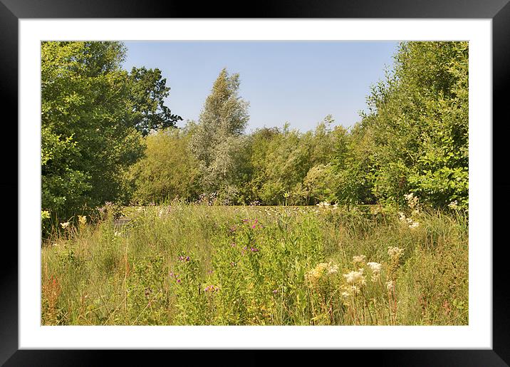 Midsummer Meadow Framed Mounted Print by Dawn Cox