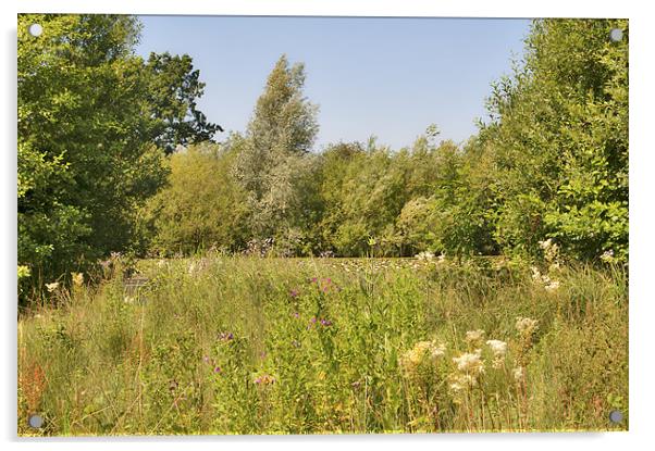 Midsummer Meadow Acrylic by Dawn Cox