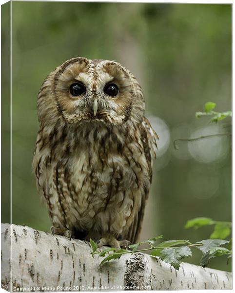 Tawny Owl on Branch Canvas Print by Philip Pound