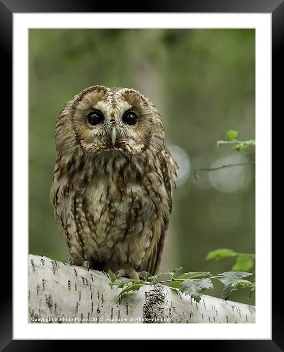 Tawny Owl on Branch Framed Mounted Print by Philip Pound