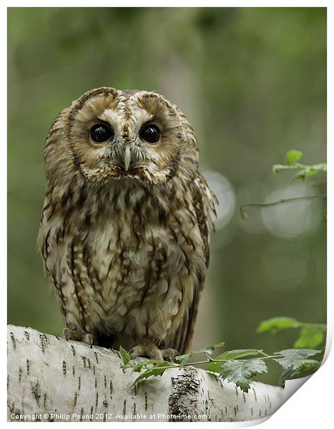Tawny Owl on Branch Print by Philip Pound