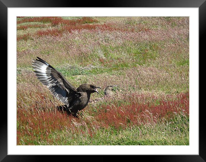 CaraCara Birds, Falklands Framed Mounted Print by Freddie d'Ambrumenil