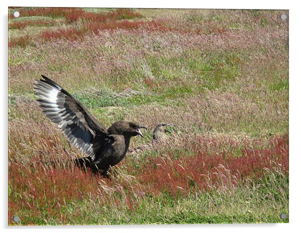 CaraCara Birds, Falklands Acrylic by Freddie d'Ambrumenil