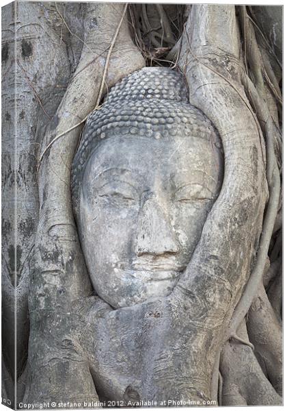 The head of a Buddha statue trapped in the roots o Canvas Print by stefano baldini