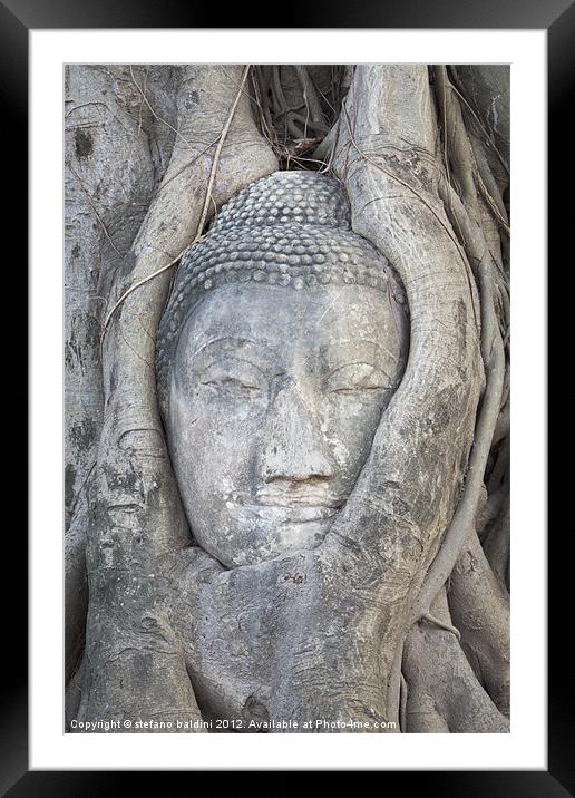 The head of a Buddha statue trapped in the roots o Framed Mounted Print by stefano baldini