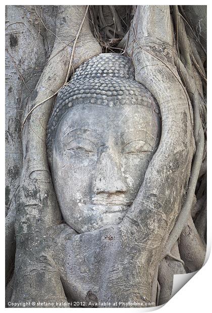 The head of a Buddha statue trapped in the roots o Print by stefano baldini
