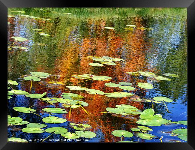 Lily pads with reflections Framed Print by Eva Kato