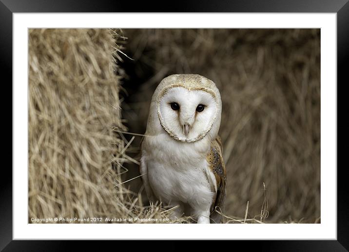 Barn Owl in Barn Framed Mounted Print by Philip Pound