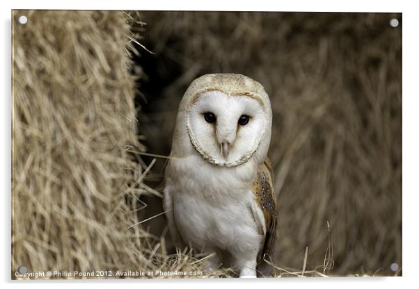 Barn Owl in Barn Acrylic by Philip Pound