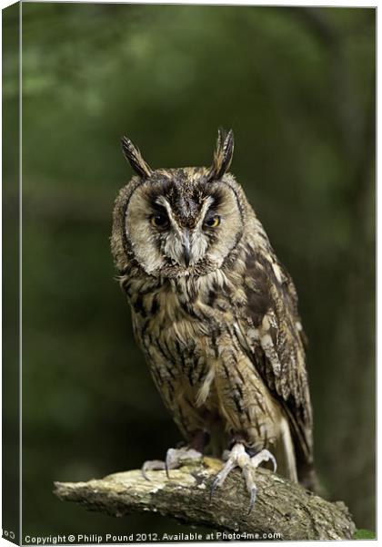 Long Eared Owl Canvas Print by Philip Pound