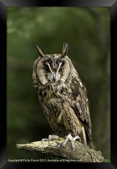 Long Eared Owl Framed Print by Philip Pound