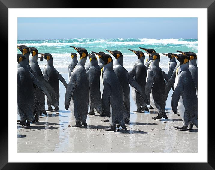 King penguins. Falkland Islands Framed Mounted Print by Freddie d'Ambrumenil