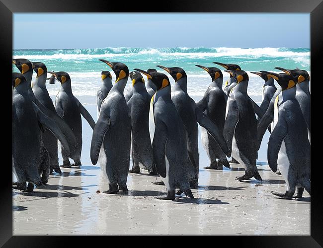 King penguins. Falkland Islands Framed Print by Freddie d'Ambrumenil
