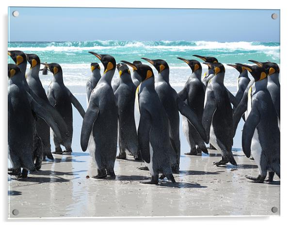 King penguins. Falkland Islands Acrylic by Freddie d'Ambrumenil