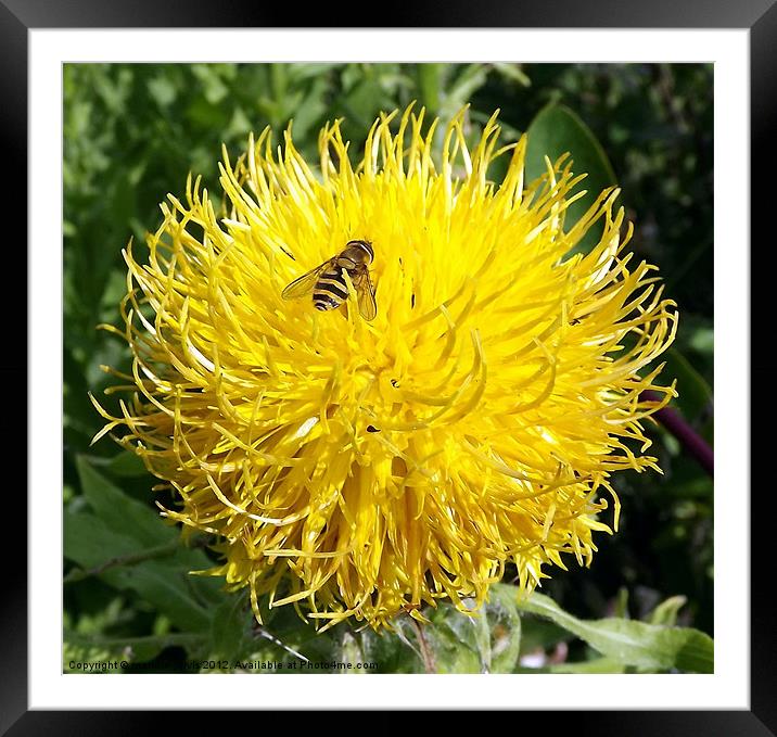 hoverfly haven Framed Mounted Print by Mandie Jarvis