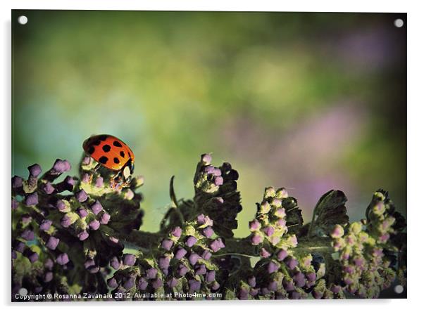 Walking Ladybird.. Acrylic by Rosanna Zavanaiu
