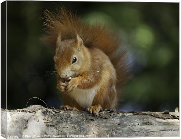 Red Squirrel on Branch Canvas Print by Philip Pound