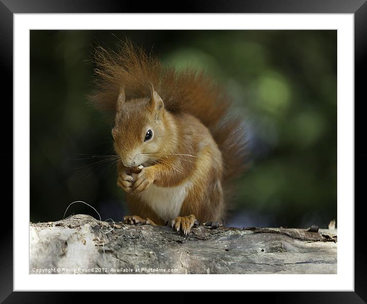Red Squirrel on Branch Framed Mounted Print by Philip Pound